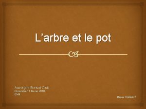 Larbre et le pot Auvergne Bonsa Club Dimanche