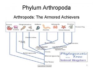 Phylum Arthropoda Arthropods The Armored Achievers 1 2