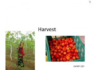 1 Harvest GVSPP Q 17 Harvest the crops