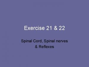 Exercise 21 22 Spinal Cord Spinal nerves Reflexes