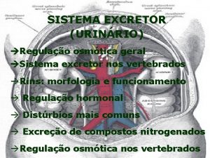 SISTEMA EXCRETOR URINRIO Regulao osmtica geral Sistema excretor