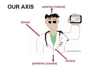 OUR AXIS anterior rostral dorsal posterior caudal ventral