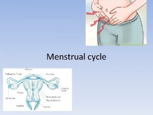 Menstrual cycle What is the Menstrual cycle When