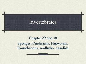 Invertebrates Chapter 29 and 30 Sponges Cnidarians Flatworms