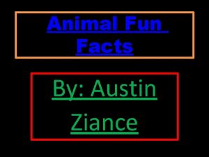 Animal Fun Facts By Austin Ziance Scorpions Facts