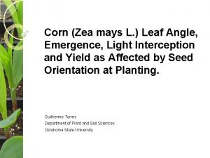Corn Zea mays L Leaf Angle Emergence Light