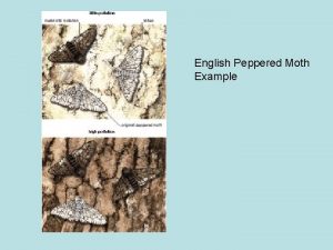 English Peppered Moth Example English Peppered Moth Example
