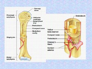 Chapter 6 Bones and Skeletal Tissues Part C
