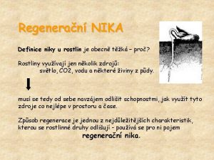 Regeneran NIKA Definice niky u rostlin je obecn