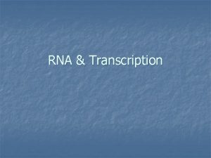 RNA Transcription RNA vs DNA RNA Contains Adenine