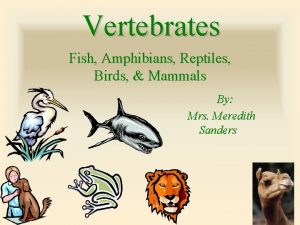 Vertebrates Fish Amphibians Reptiles Birds Mammals By Mrs