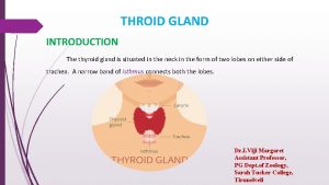 THROID GLAND INTRODUCTION The thyroid gland is situated