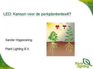 LED Kansen voor de perkplantenteelt Sander Hogewoning Plant