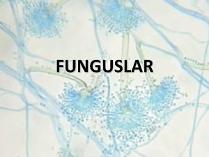 FUNGUSLAR Hcre yaplar Mantarlar fotosentetik olmayan karyotik mikroorganizmalardr