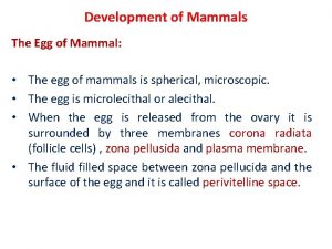 Development of Mammals The Egg of Mammal The