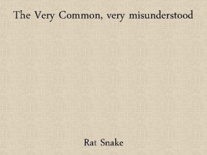 The Very Common very misunderstood Rat Snake Snakes