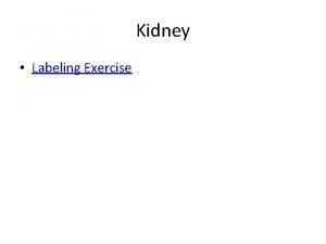 Kidney Labeling Exercise The Urinary System Ureters Bladder