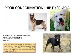 POOR CONFORMATION HIP DYSPLASIA YOUNG DOGS 5 8