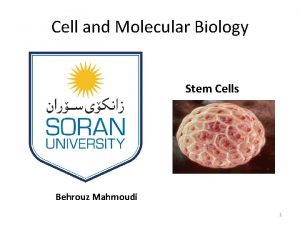 Cell and Molecular Biology Stem Cells Behrouz Mahmoudi