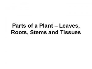 Parts of a Plant Leaves Roots Stems and