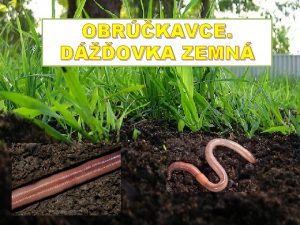 OBRKAVCE DOVKA ZEMN PREO PATR DOVKA MEDZI OBRKAVCE