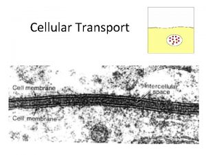 Cellular Transport Types of Cellular Transport Passive Transport