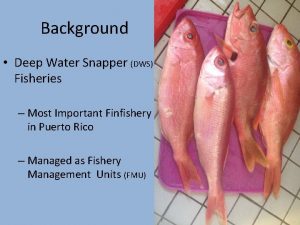 Background Deep Water Snapper DWS Fisheries Most Important