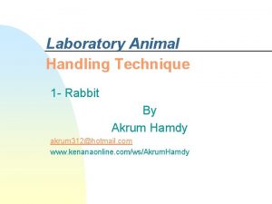 Laboratory Animal Handling Technique 1 Rabbit By Akrum