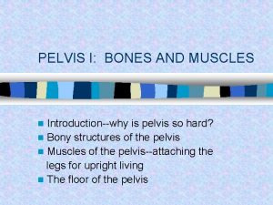 PELVIS I BONES AND MUSCLES Introductionwhy is pelvis