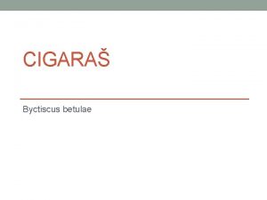 CIGARA Byctiscus betulae OPIS TETNIKA Cigara tetnik koji