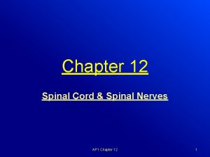 Chapter 12 Spinal Cord Spinal Nerves AP 1