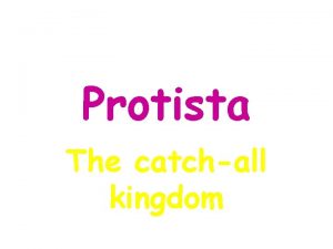 Protista The catchall kingdom Protists are very diverse