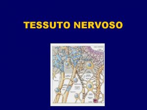 TESSUTO NERVOSO SCHEMA MORFOLOGICO DEL SISTEMA NERVOSO SUDDIVISIONE