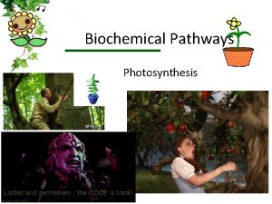 Biochemical Pathways Photosynthesis Photosynthesis What do we know