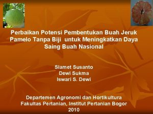 Perbaikan Potensi Pembentukan Buah Jeruk Pamelo Tanpa Biji