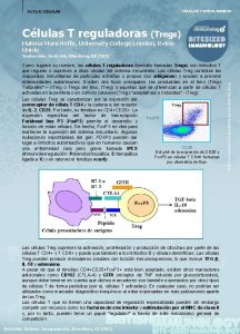 CLULAS T REGULADORAS BLOQUE CLULAS Clulas T reguladoras