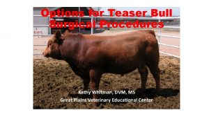 Options for Teaser Bull Surgical Procedures Kathy Whitman