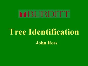 Tree Identification John Ross Tree Identification ISA Certified