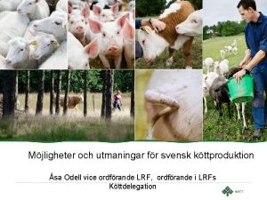 Mjligheter och utmaningar fr svensk kttproduktion sa Odell