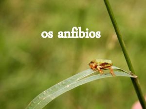 os anfibios Os anfibios son vertebrados coa pel