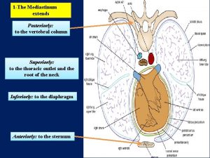 1 The Mediastinum extends Posteriorly to the vertebral