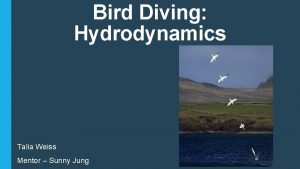 Bird Diving Hydrodynamics Talia Weiss Mentor Sunny Jung