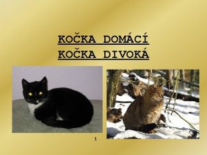 KOKA DOMC KOKA DIVOK 2 1 Vukov materil