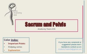 Sacrum and Pelvis Anatomy Team 434 Color Index