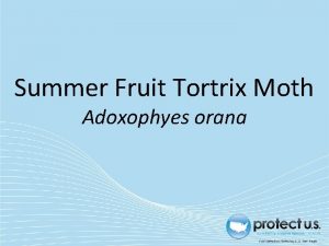 Summer Fruit Tortrix Moth Adoxophyes orana Summer Fruit