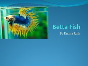 Betta Fish By Emma Rink What are bettas