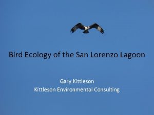 Bird Ecology of the San Lorenzo Lagoon Gary