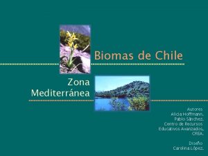 Biomas de Chile Zona Mediterrnea Autores Alicia Hoffmann