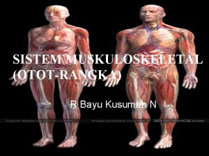 SISTEM MUSKULOSKELETAL OTOTRANGKA R Bayu Kusumah N Otot