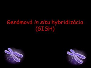 Genmov in situ hybridizcia GISH vod in situ